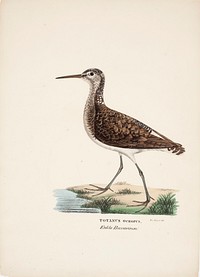 Green sandpiper, 1828 - 1838, Wilhelm von Wright