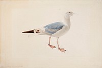 European herring gull, 1835, Magnus Von Wright