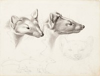 Pine martens, 1832, Wilhelm von Wright