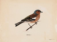 Finch, 1820 - 1868, Magnus Von Wright