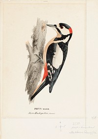 Great spotted woodpecker, male, 1828 - 1838, Wilhelm von Wright