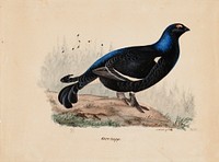 Black grouse, male, 1834, by Ferdinand von Wright