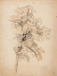 Lehtipuu, 1848 - 1860, Werner Holmberg