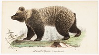 Juvenile bear, male, illustration for tidskrift för jägare och naturforskare (no. 4/1832), 1832, Wilhelm von Wright