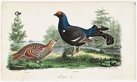 Black grouse, male and female. illustration for tidskrift för jägare och naturforskare (nos. 2-3/1834, p. 821), 1834, Wilhelm von Wright