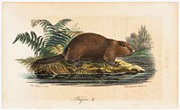 Beaver, illustration for tidskrift för jägare och naturforskare (no. 4/1834, p.865), 1834, Wilhelm von Wright