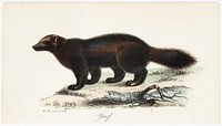 Ahma, tidskrift för jägare och naturforskare -lehden (nro 8/1832) kuvitusta, 1832, Wilhelm von Wright