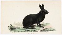 Black hare, illustration for tidskrift för jägare och naturforskare (no. 5-6/1832), 1832, Wilhelm von Wright