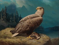 Old white-tailed sea eagle, 1871, by Ferdinand von Wright