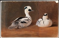 Smews, 1867, by Ferdinand von Wright