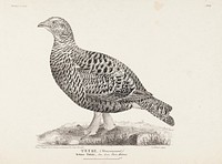 Black grouse, female, from the incomplete series suomen lintuja (finnish birds), no. 2, 1827, 1827, Magnus Von Wright