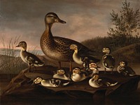 Mallard ducklings, 1841, Magnus Von Wright