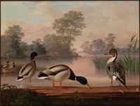 Ducks, 1853, Magnus Von Wright