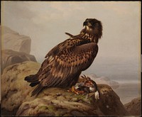 White-tailed eagle with its prey, 1861, by Ferdinand von Wright