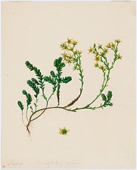 Stonecrop, 1840 - 1849, by Ferdinand von Wright