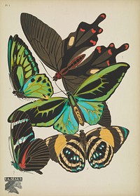 E.A. S&eacute;guy's vintage butterflies (1925) insect illustration. Original public domain image from Biodiversity Heritage Library.