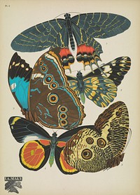 E.A. Séguy's vintage butterflies (1925) insect illustration. Original public domain image from Biodiversity Heritage Library.