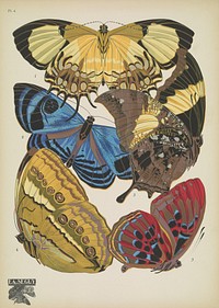 E.A. S&eacute;guy's vintage butterflies (1925) insect illustration. Original public domain image from Biodiversity Heritage Library.