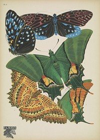 E.A. Séguy's vintage butterflies (1925) insect illustration. Original public domain image from Biodiversity Heritage Library.