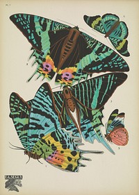 E.A. S&eacute;guy's vintage butterflies (1925) insect illustration. Original public domain image from Biodiversity Heritage Library.