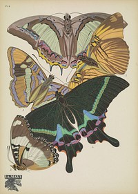 E.A. S&eacute;guy's vintage butterflies (1925) insect illustration. Original public domain image from Biodiversity Heritage Library.