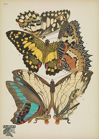 E.A. S&eacute;guy's vintage butterflies (1925) insect illustration. Original public domain image from Biodiversity Heritage Library.