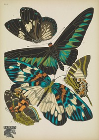 E.A. S&eacute;guy's vintage butterflies (1925) insect illustration. Original public domain image from Biodiversity Heritage Library.