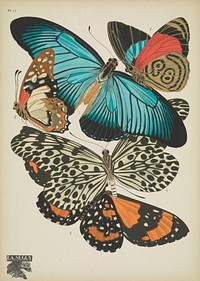 E.A. Séguy's vintage butterflies (1925) insect illustration. Original public domain image from Biodiversity Heritage Library.