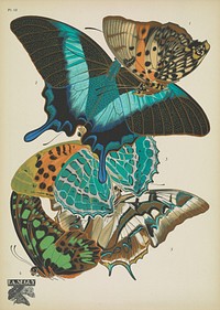 E.A. S&eacute;guy's vintage butterflies (1925) insect illustration. Original public domain image from Biodiversity Heritage Library.