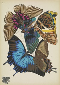 E.A. S&eacute;guy's vintage butterflies (1925) insect illustration. Original public domain image from Biodiversity Heritage Library.