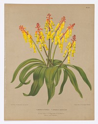 Lachenalia Pendula and Lachenalia Quadricolor, Plate 47 from A. C. Van Eeden's "Flora of Haarlem"