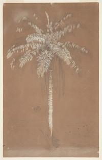 Abaye Palm, Mt. Salus, Jamaica, Frederic Edwin Church