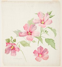 Study of Mallow, Sophia L. Crownfield