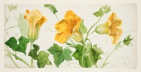 Study of Squash or Pumpkin Plants, Sophia L. Crownfield