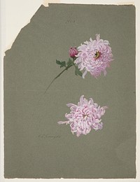 Two Studies of Violet Chrysanthemums, Sophia L. Crownfield