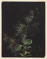 Study of Plant, Possibly Tufted Hairgrass, Sophia L. Crownfield