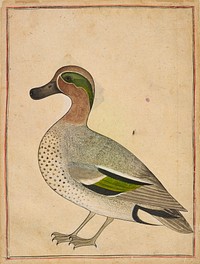 A Green-winged Teal