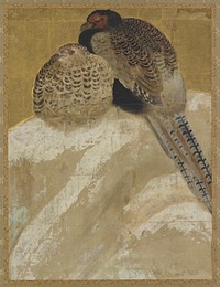 Two pheasants on a snow bank