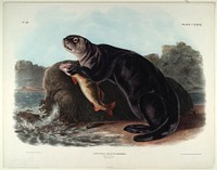Enhydra Marina, Erxleben., Smithsonian National Museum of African Art