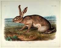 Lepus Texianus, Aud. & Bach., Smithsonian National Museum of African Art