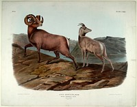 Ovis Montana, Desm (1845- 1848) illustrated by John James Audubon (1785-1851). Original from the Smithsonian National Museum of American History.