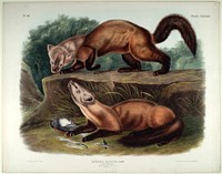 Mustela Martes (1845- 1848) illustrated by John Woodhouse Audubon (1812-1862). Original from the Smithsonian National Museum of American History.