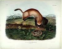 Putorius Nigripes (1845- 1848) illustrated by John Woodhouse Audubon (1812-1862). Original from the Smithsonian National Museum of American History.