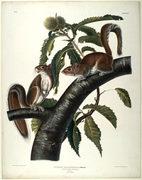 Sciurus Carolinensis Gmelin (1845- 1848) illustrated by John James Audubon (1785-1851). Original from the Smithsonian National Museum of American History.