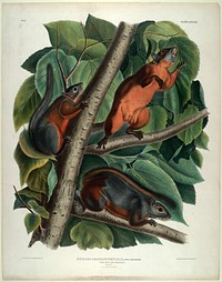 Sciurus Feruginiventris (1845- 1848) illustrated by John James Audubon (1785-1851). Original from the Smithsonian National Museum of American History.