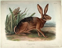 Lepus Californicus (1845- 1848) illustrated by John Woodhouse Audubon (1812-1862). Original from the Smithsonian National Museum of American History.