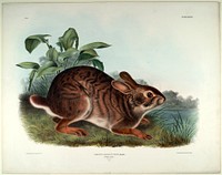 Lepus Aquaticus (1845- 1848) illustrated by John James Audubon (1785-1851). Original from the Smithsonian National Museum of American History.