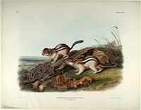 Say's Marmot Squirrel (Spermophilus lateralis) from the viviparous quadrupeds of North America (1845) illustrated by John Woodhouse Audubon (1812-1862). Original from the Smithsonian National Museum of American History.