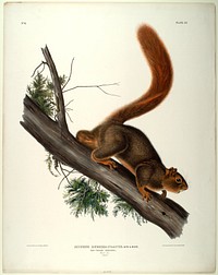 Sciurus Rubricaudatus (1845- 1848) illustrated by John James Audubon (1785-1851). Original from the Smithsonian National Museum of American History.