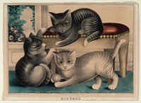 Kittens, Smithsonian National Museum of African Art